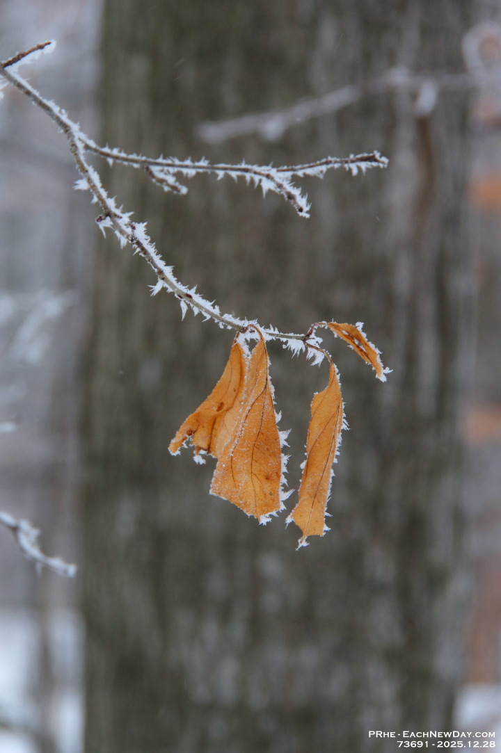 73691LeUsm - Enjoying the hoar frost and freezing rain